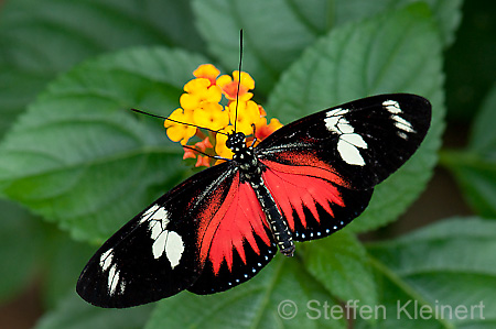 270 Doris-Falter - Heliconius doris